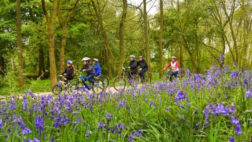 A group cycling through the woodland on a cycle trail which winds through carpets of bluebells